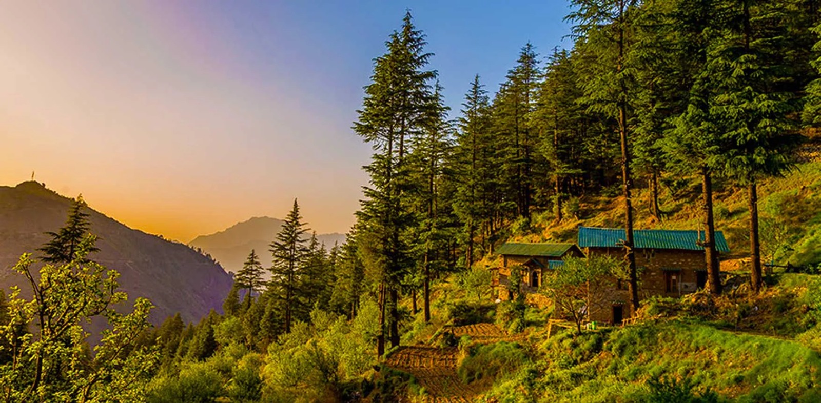 Foggy morning in Dhanaulti forest near New Tehri