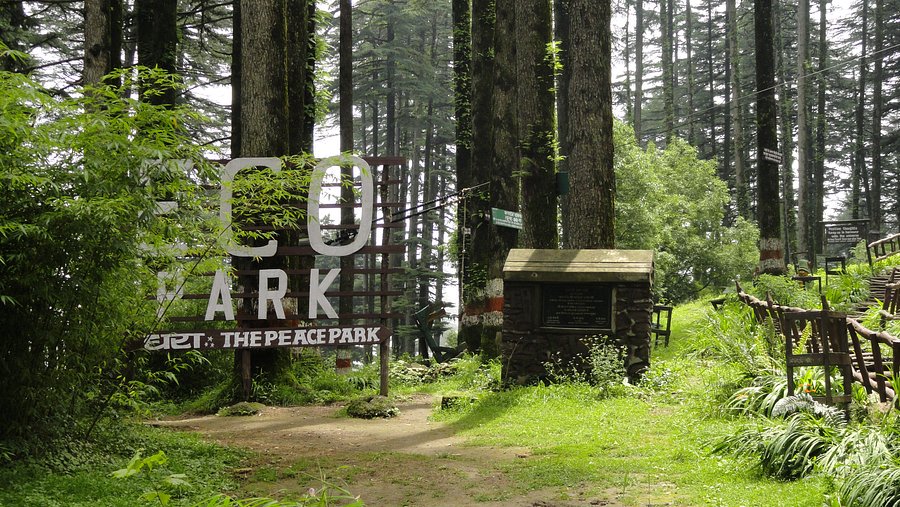 Tall deodar trees and walking trail in Dhanaulti Eco Park