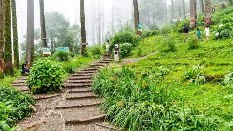 Eco Park in Dhanaulti with deodar trees and walking trail